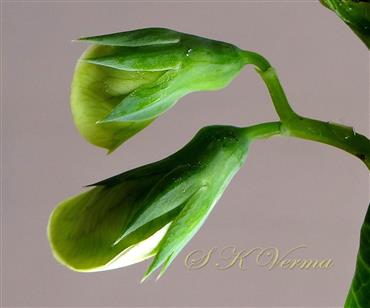  Inflorescence